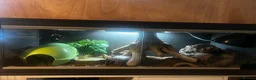 Leopard Gecko reptiles for sale: Leopard Gecko + Vivarium Set Up - Advert 2
