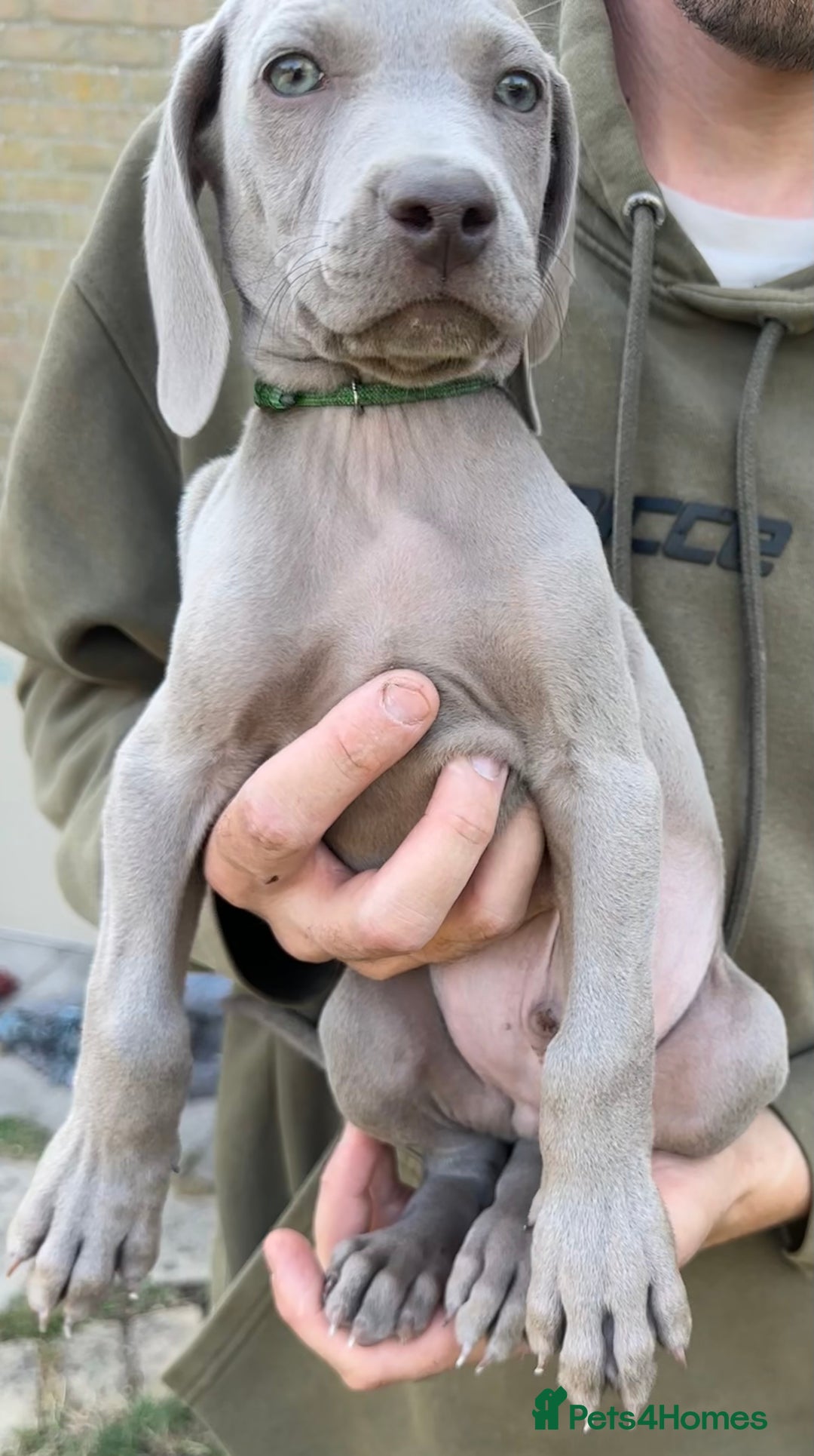 Weimaraner dogs for sale: (3 remaining!) 8 Stunning KC 🩷&💙 Weimaraner pups in Thetford - Image 24