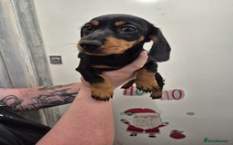 Miniature Dachshund dogs for sale: Miniature dashound in Y Felinheli - Image 4
