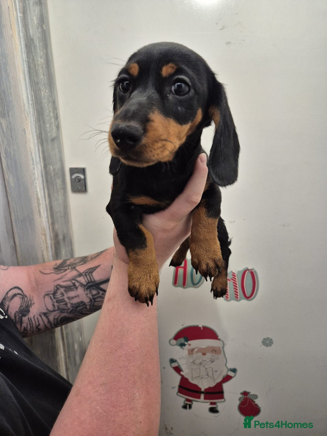 Miniature Dachshund dogs for sale: Miniature dashound in Y Felinheli - Image 4