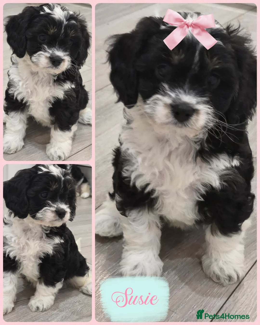 Cavapoo dogs for sale: Beautiful f1  helath tested cavapoos in Berwick-upon-Tweed - Advert 1