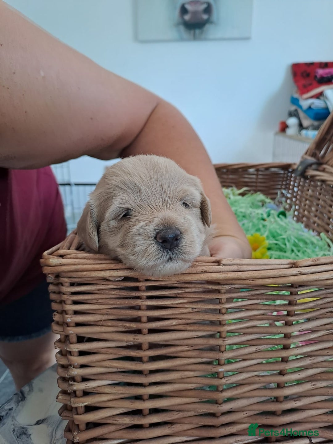 Mixed Breed dogs for sale: Westiepoo  - Image 2