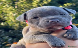 Staffordshire Bull Terrier dogs for sale: SIMPLY STUNNING COI 5.4% - Advert 13