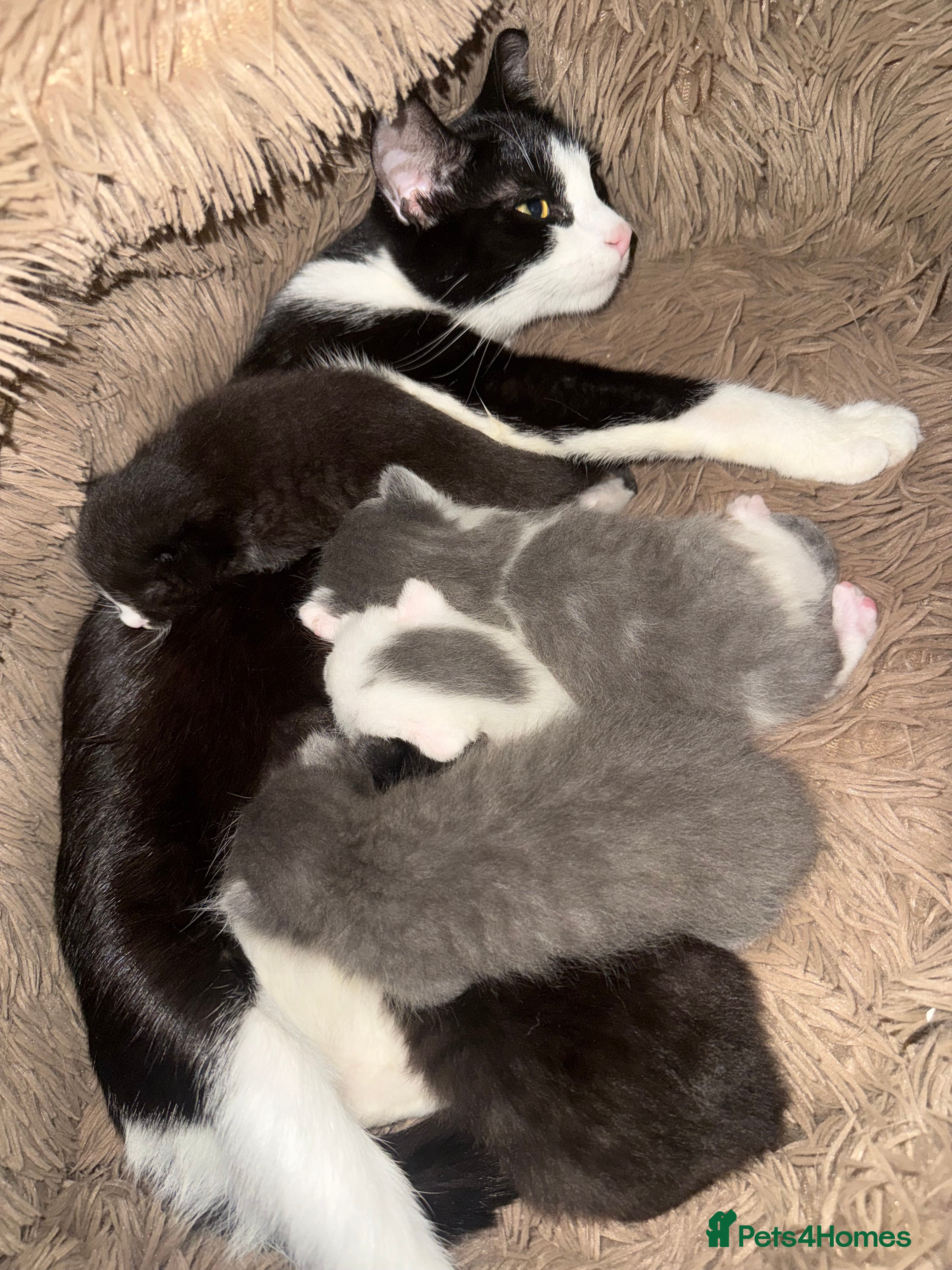 Mixed Breed cats Beautiful fluffy kittens  - Advert 4