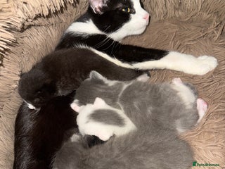 Mixed Breed cats Beautiful fluffy kittens - Advert 4