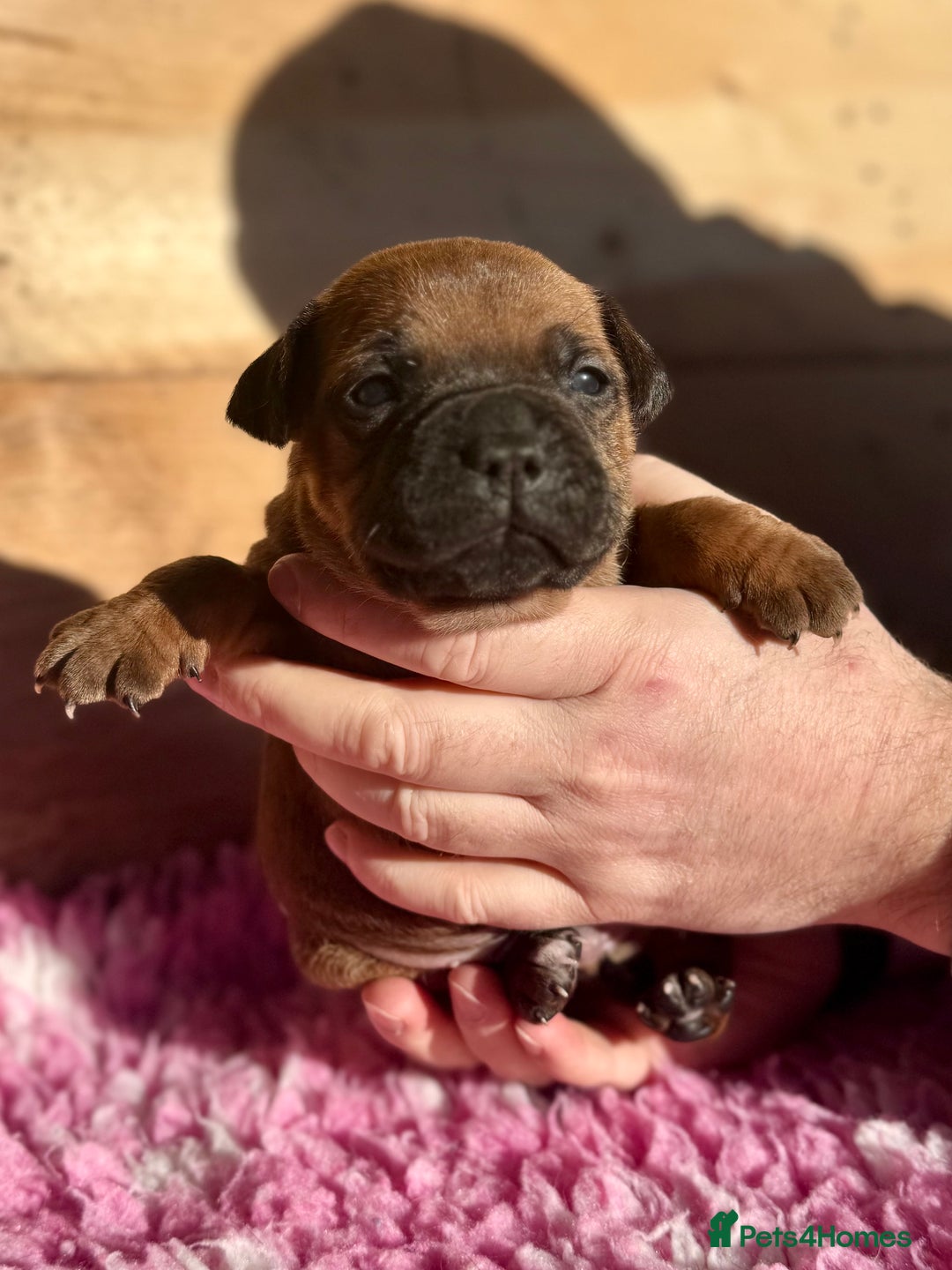 Staffordshire Bull Terrier dogs for sale: 7 Red Staffordshire Bull Terrier pups  - Advert 7
