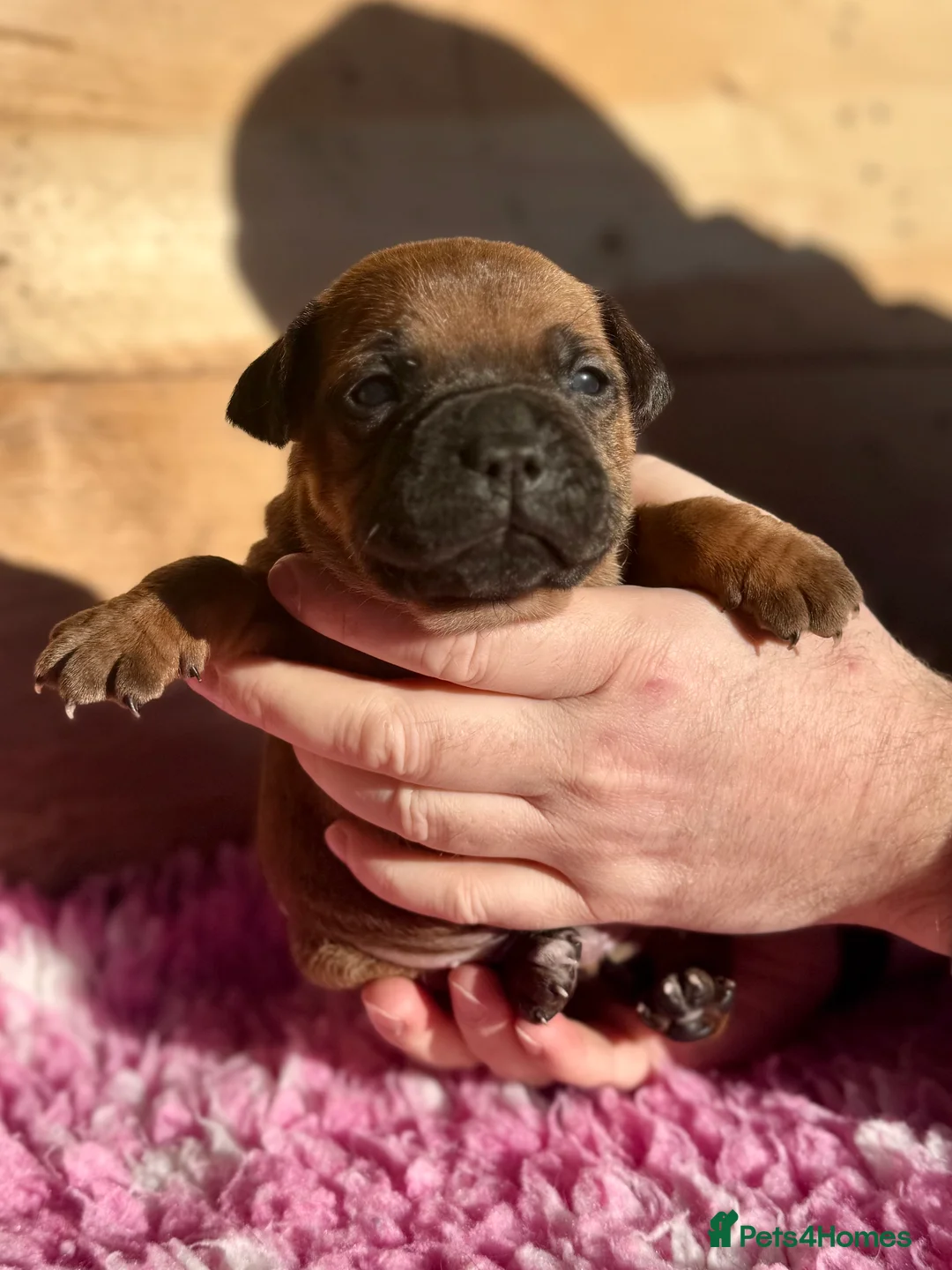 Staffordshire Bull Terrier dogs for sale: 7 Red Staffordshire Bull Terrier pups  - Advert 11