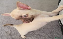 Chihuahua dogs for sale: Boy & girl chihuahua puppies  - Image 15
