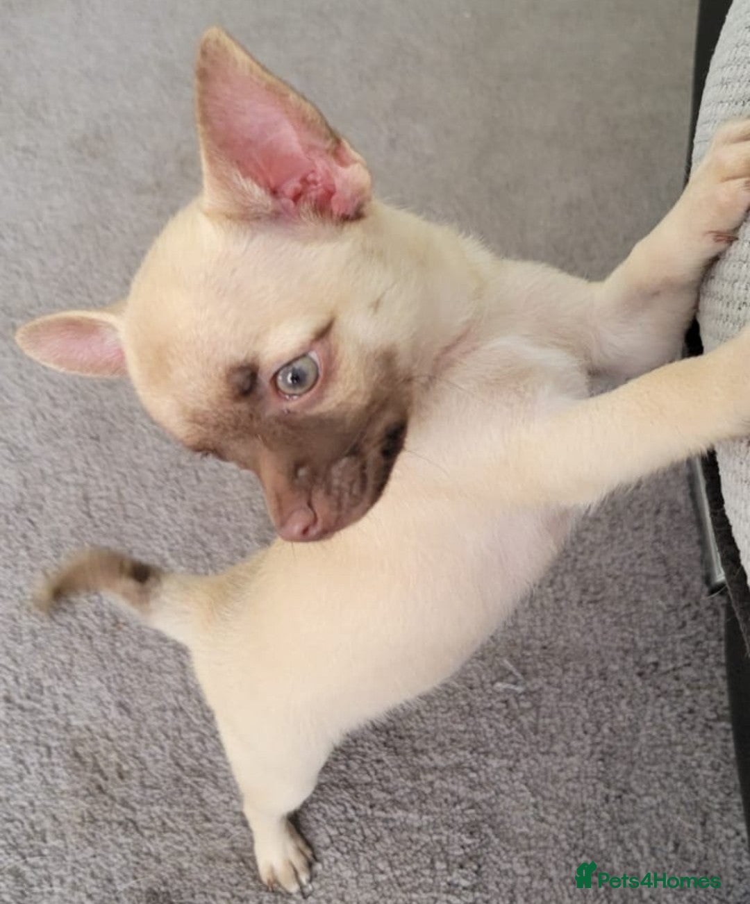 Chihuahua dogs for sale: Boy & girl chihuahua puppies  - Image 15