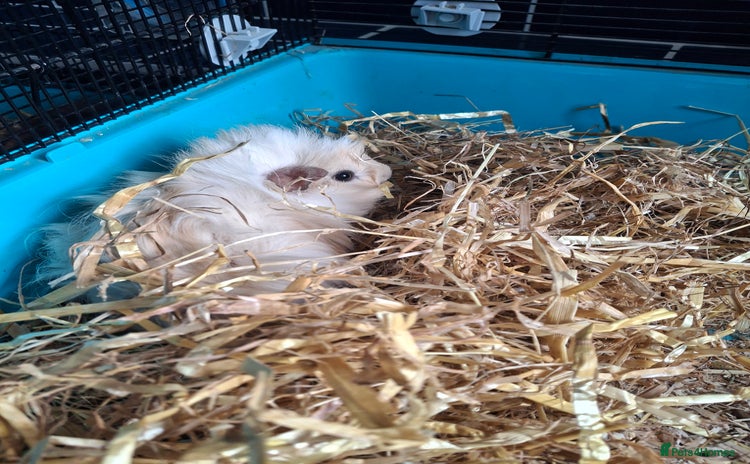 Guinea Pig rodents - Advert 1
