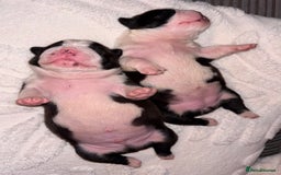 Boston Terrier dogs for sale: Pedigree KC reg Boston-Terrier puppies for sale! - Image 6