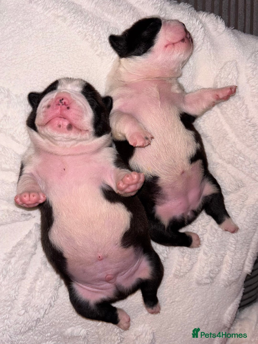 Boston Terrier dogs for sale: Pedigree KC reg Boston-Terrier puppies for sale! - Image 6