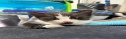 British Longhair cats for sale: Beautiful little girl for sale  - Advert 3