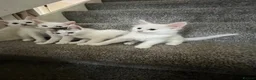 Mixed Breed cats for sale: Half Ragdoll and tabby kittens available - Advert 6