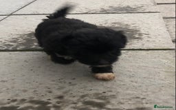 Jackapoo dogs for sale: 6 beautiful jackapoo pups - Image 21