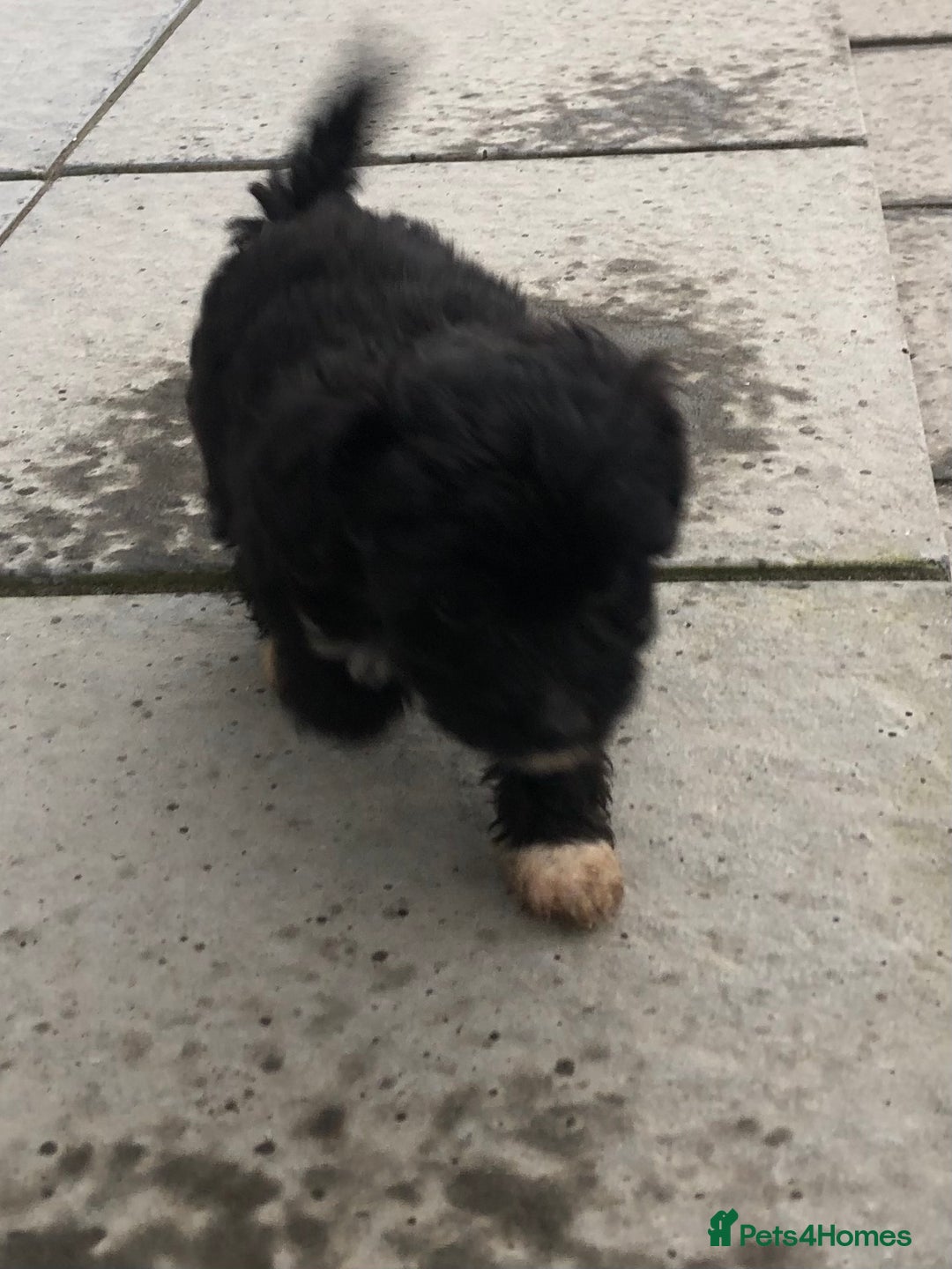 Jackapoo dogs for sale: 6 beautiful jackapoo pups - Image 21