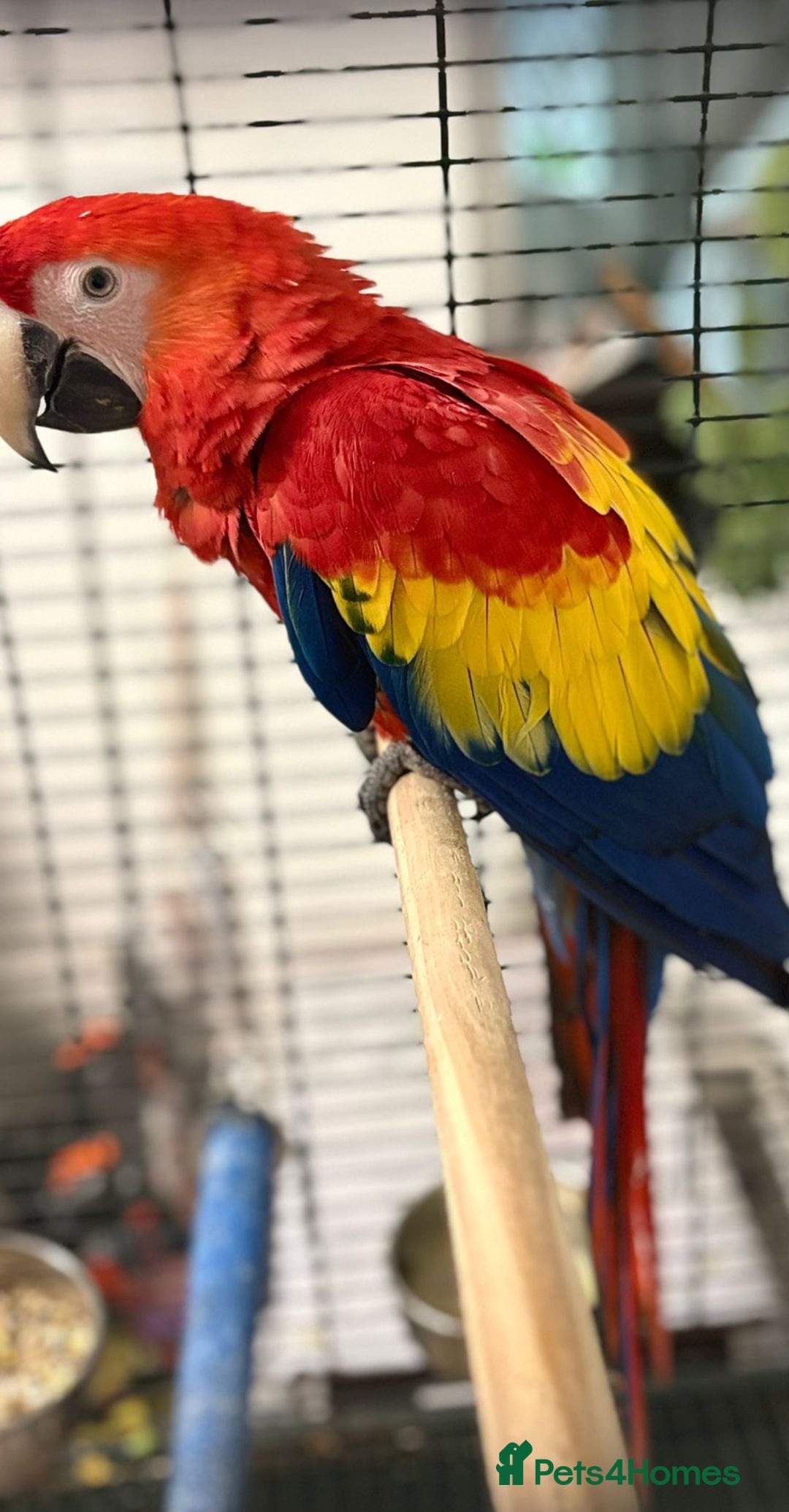 Macaws birds for sale: BABY MALE SCARLET MACAW WITH CITIES AND DNA PAPERS - Image 6