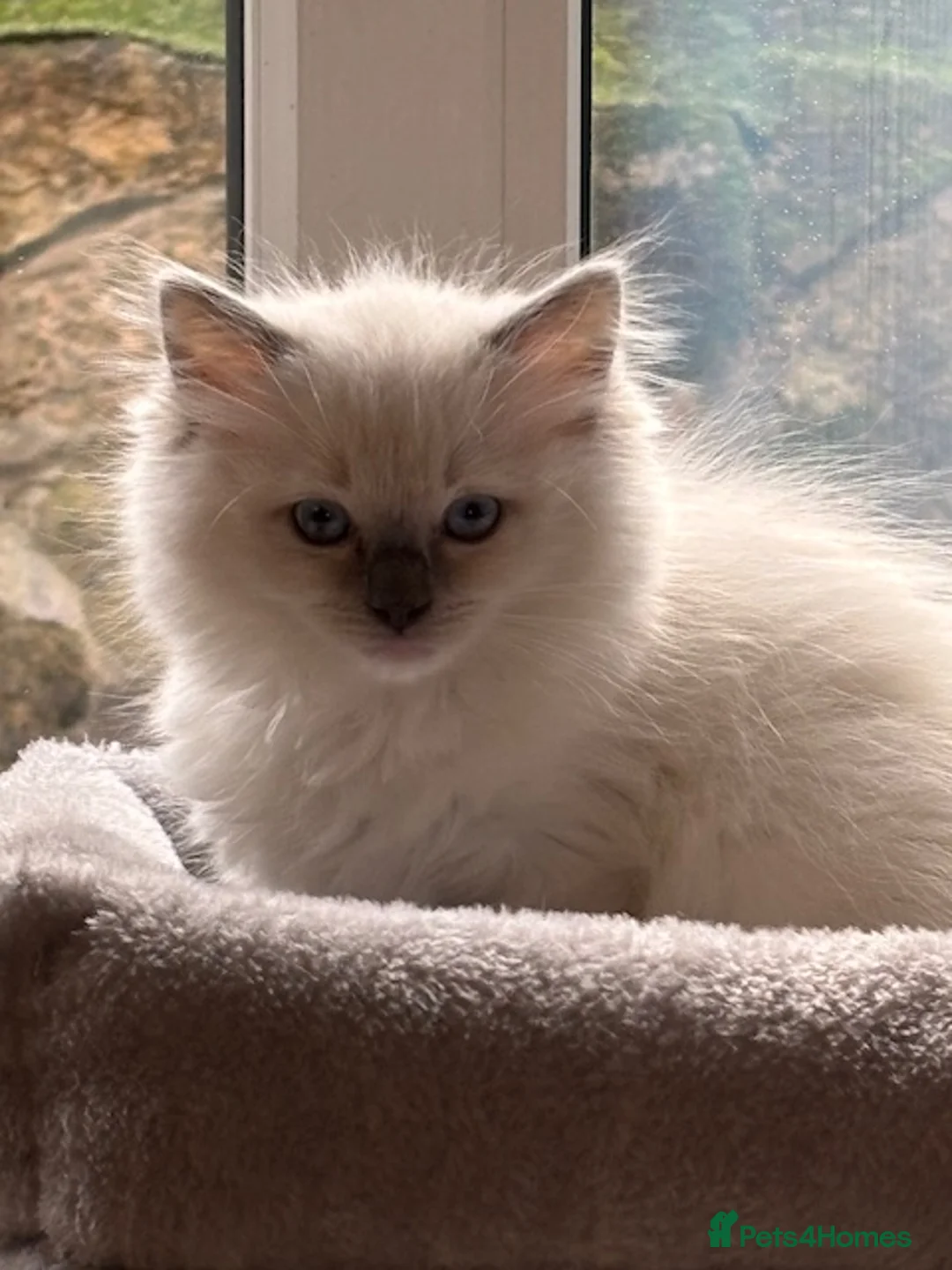 Ragdoll cats for sale: Beaufulful ragdoll girl 8 weeks - Advert 3