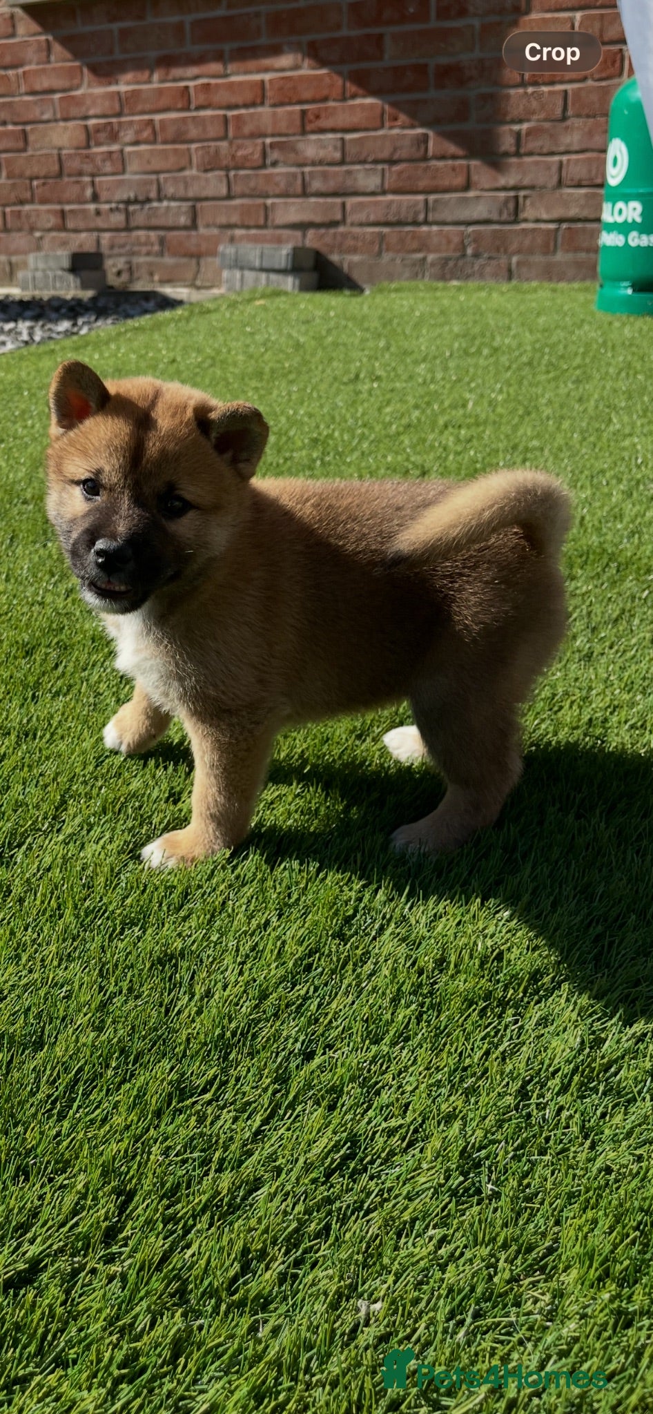 Japanese Shiba Inu dogs Beautiful Japanese shiba pups.  - Advert 2