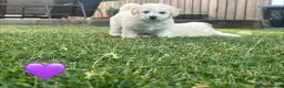 Mixed Breed dogs for sale: Cockapoochon Puppies in Lampeter - Advert 11