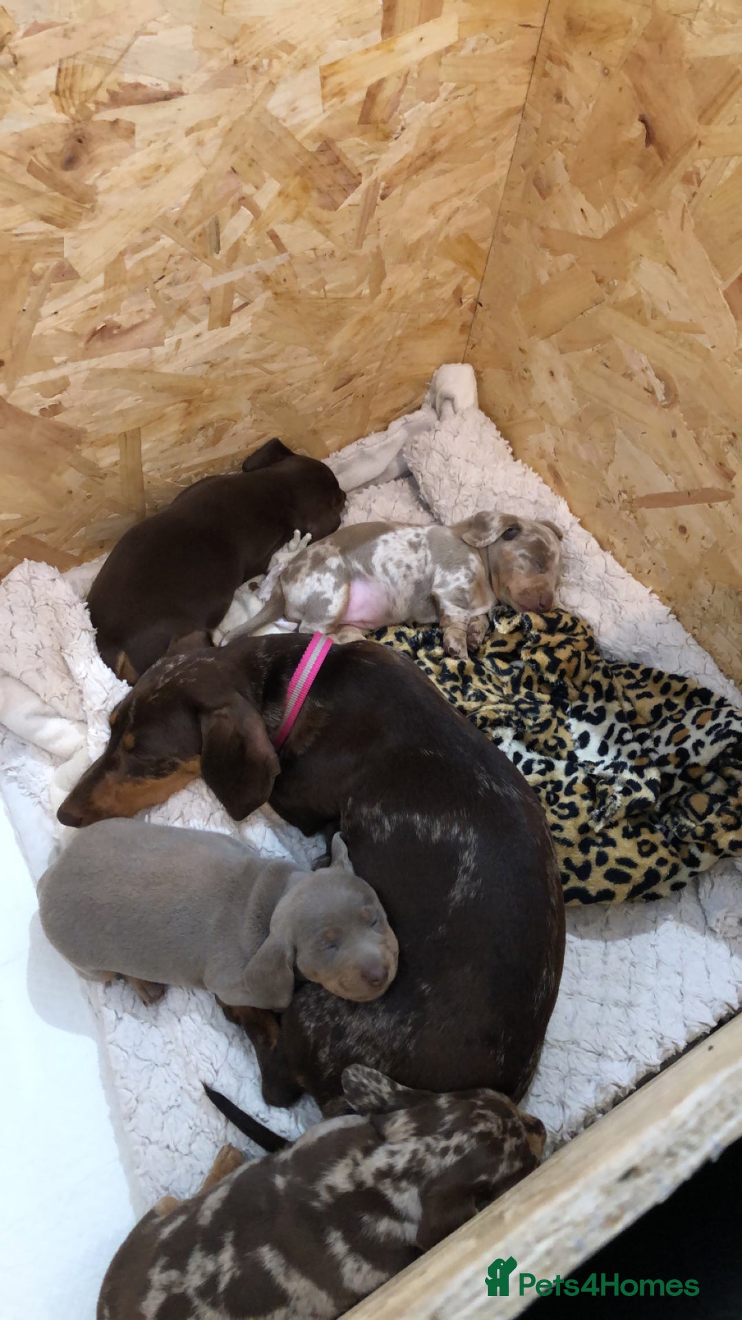 Dachshund dogs for sale: AMAZING dachshund puppys - Image 4