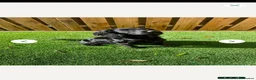 Sprocker dogs for sale: Sprocker puppies  - Advert 2