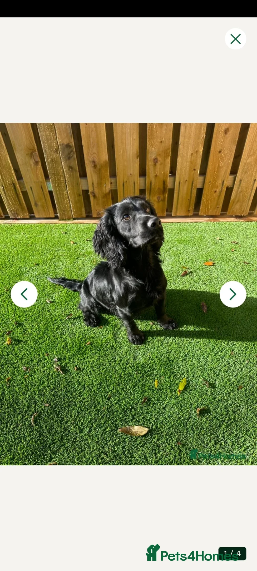 Sprocker dogs for sale: Sprocker puppies  - Advert 2