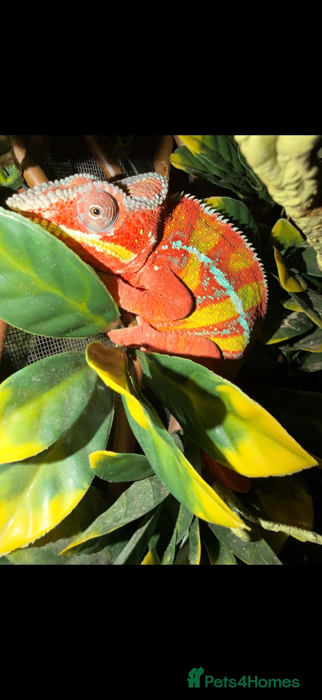 Chameleon reptiles for sale: Male panther chameleon  - Advert 1
