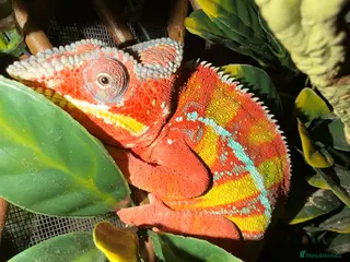 Chameleon reptiles Male panther chameleon - Advert 2