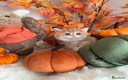 British Shorthair cats for sale: Golden British Shorthair  - Image 10