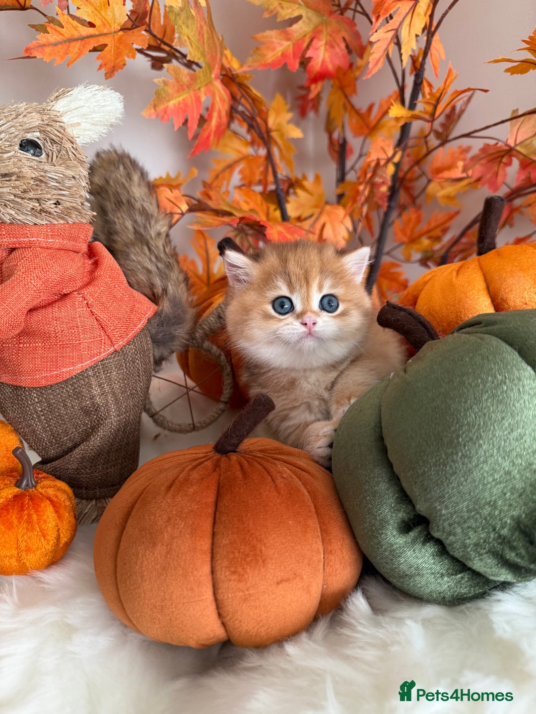 British Shorthair cats for sale: Golden British Shorthair  - Image 10