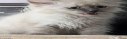 Siberian cats for sale: Siberian kitten  - Advert 10