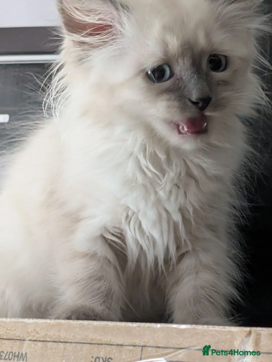 Siberian cats for sale: Siberian kitten  - Advert 10