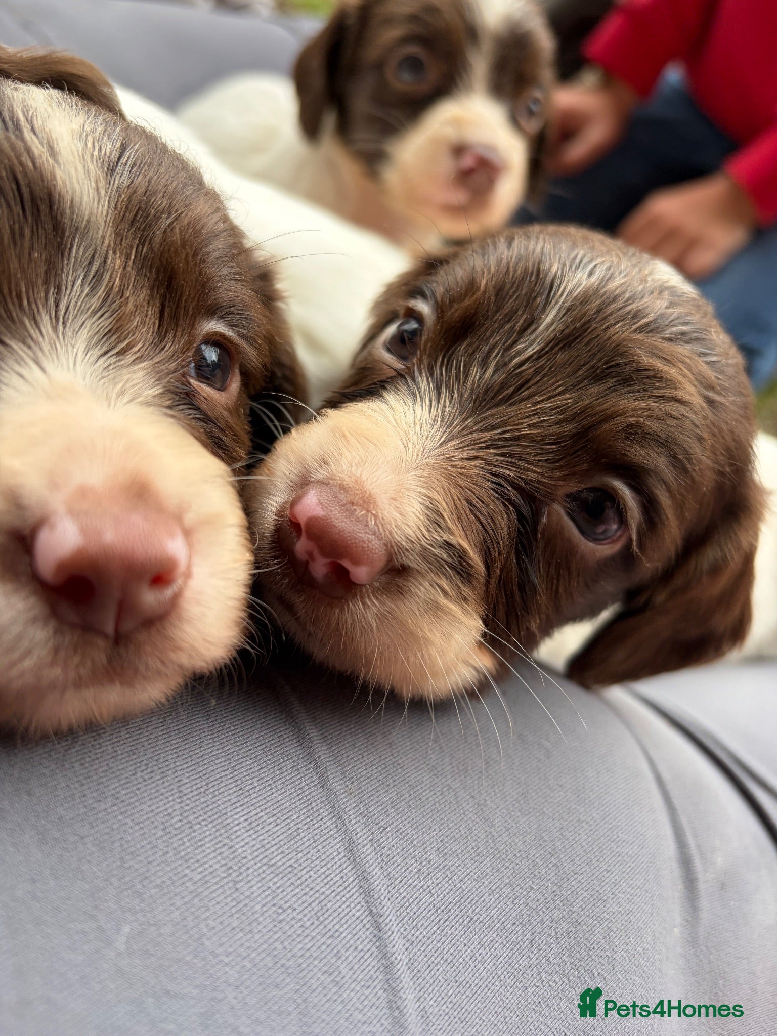 English Springer Spaniel dogs *READY TO GO!!*KC Springer Spaniel pups for sale - Advert 5