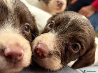 English Springer Spaniel dogs *READY TO GO!!*KC Springer Spaniel pups for sale - Advert 5