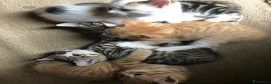 Mixed Breed Kitten 2