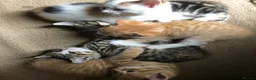 Mixed Breed cats for sale: 5 beautiful kittens looking for new homes - Advert 4