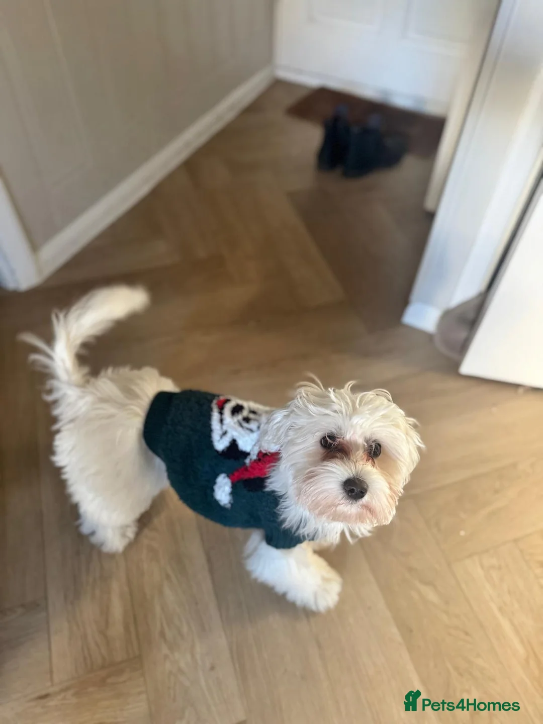 Maltipoo dogs for sale: Honey - 6 month old Maltipoo - Advert 6