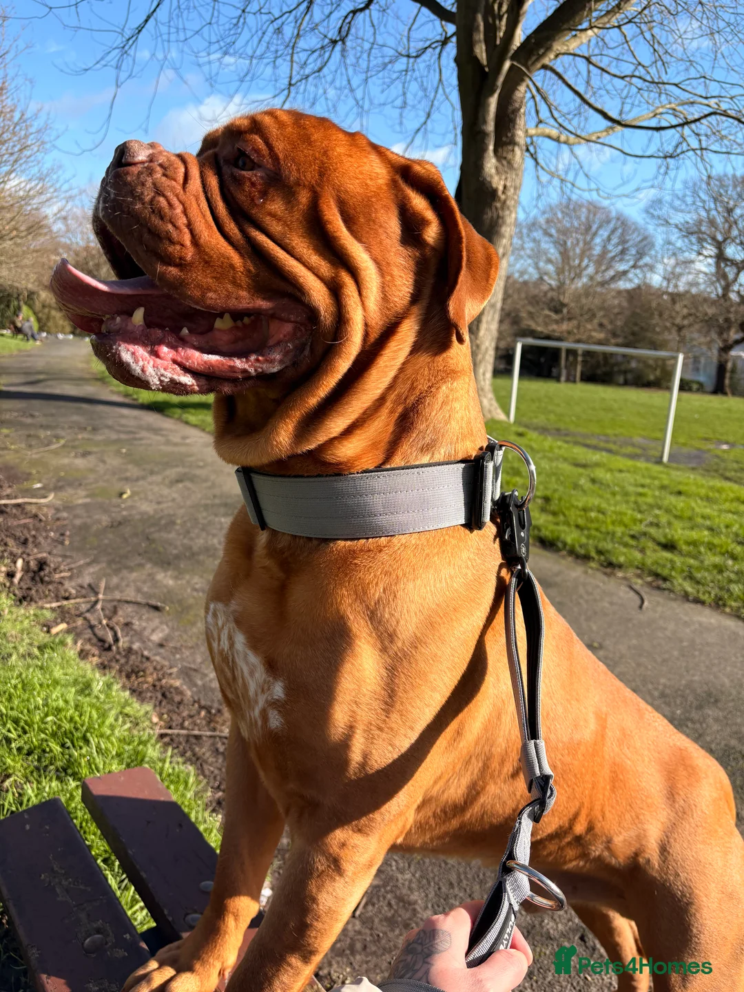 Mastiff dogs for sale: Ronnie  - Advert 3