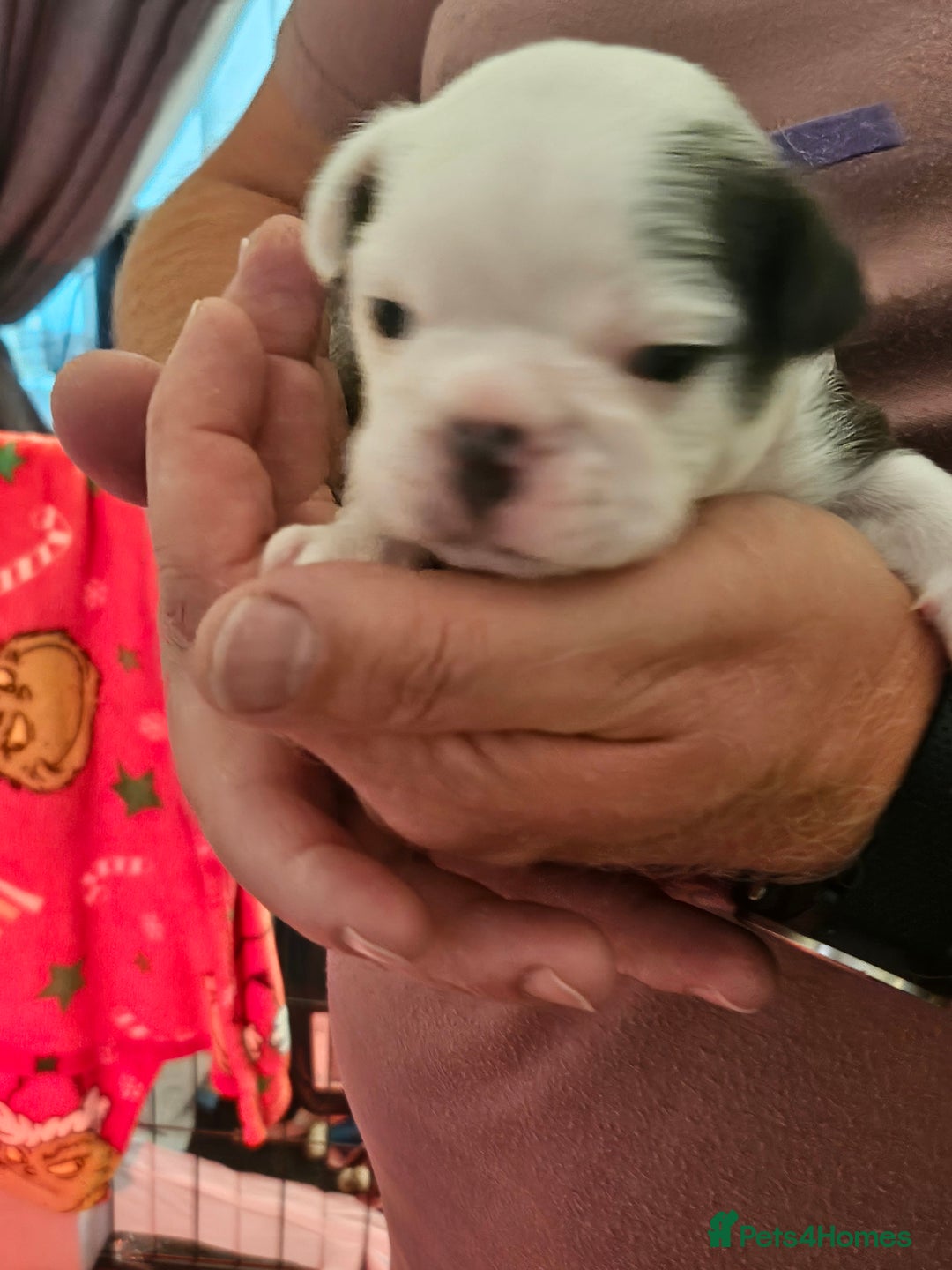 Mixed Breed dogs for sale: Frenchton Pups - Image 12