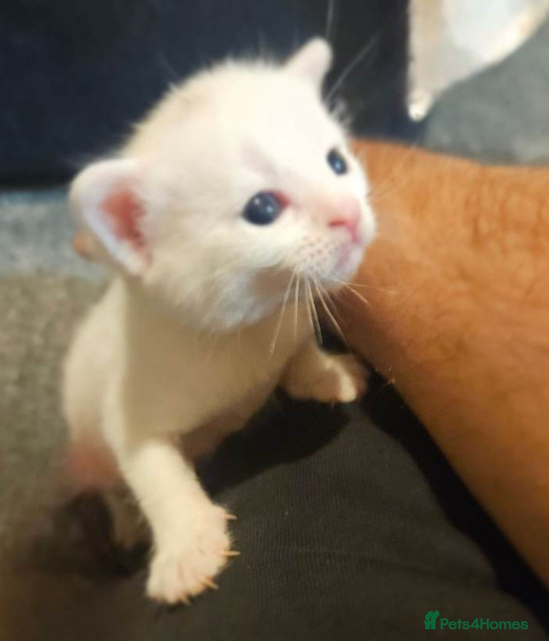 Mixed Breed cats for sale: Cute adorable kittens looking for forever homes  - Advert 3