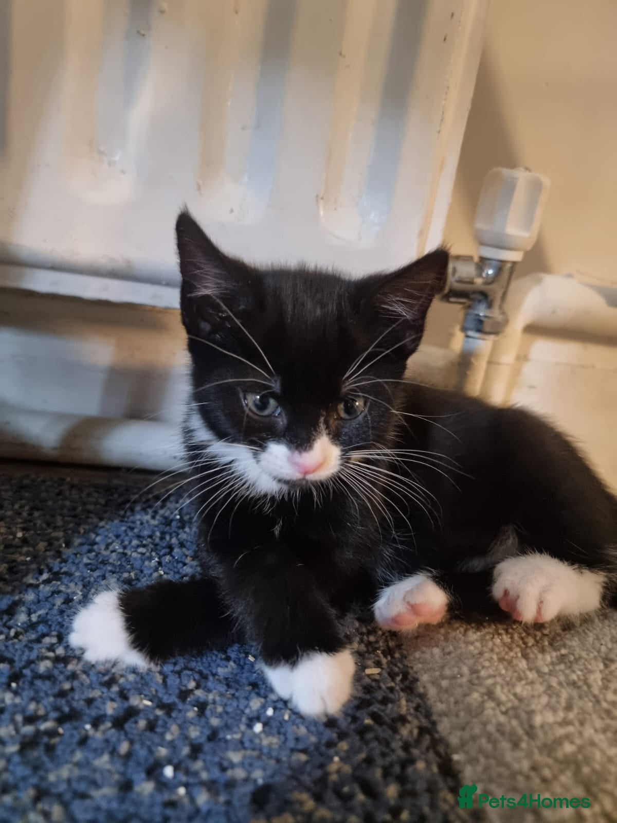 Mixed Breed cats tuxedo kittens  - Advert 5