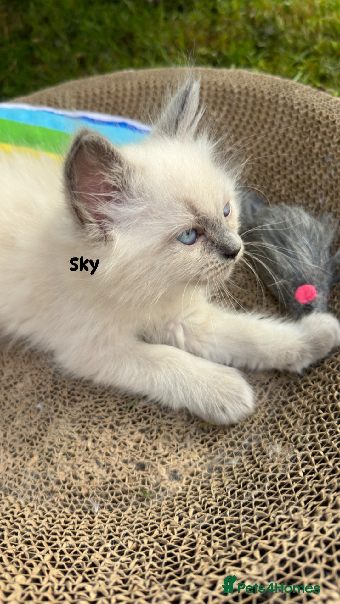 Ragdoll cats for sale: Pure breed ragdolls . Ready to leave SOON  - Image 29