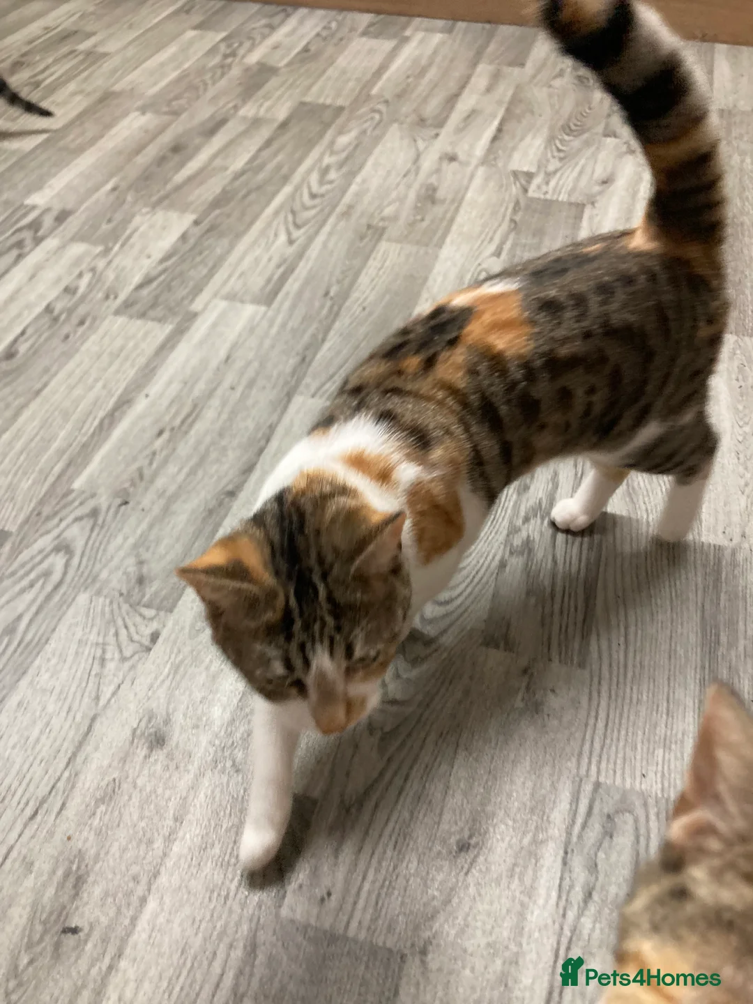 Mixed Breed cats for sale: 8 month old kitten - Advert 2