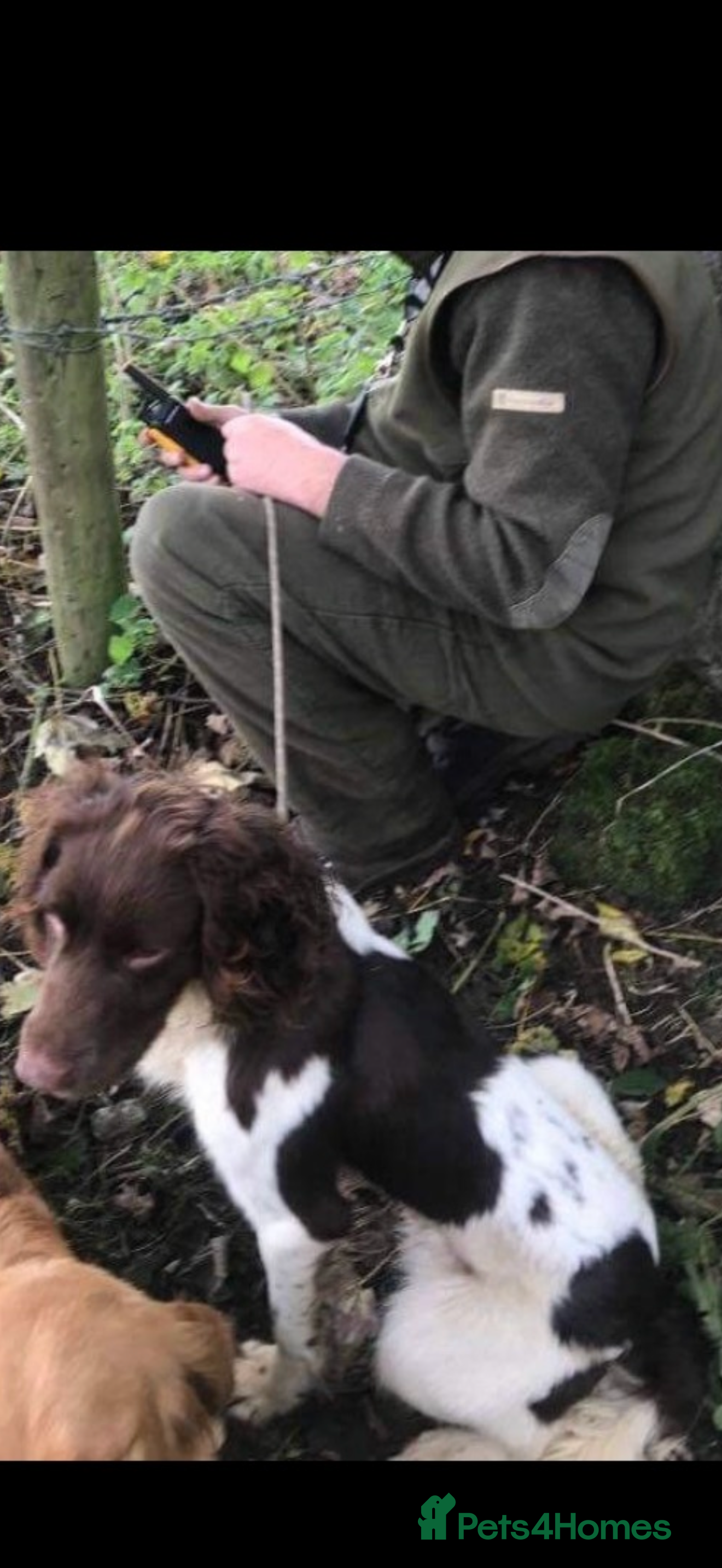 English Springer Spaniel dogs 🐶 English springer spaniel puppies - Advert 2