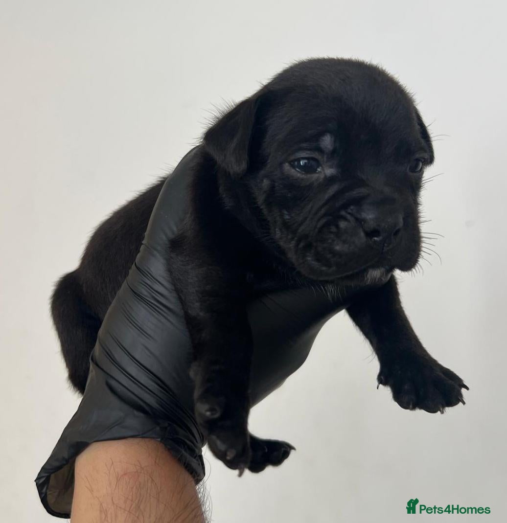 Staffordshire Bull Terrier dogs Amazing Rainbow litter of Puppy's  - Advert 4