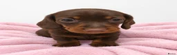 Miniature Dachshund dogs for sale: Miniature Dachshund Puppies - Advert 4