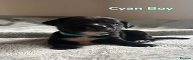 Cockerdor Puppy - Cyan