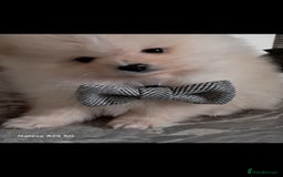 Pomeranian dogs for sale: Handsome Pomeranian - Image 8