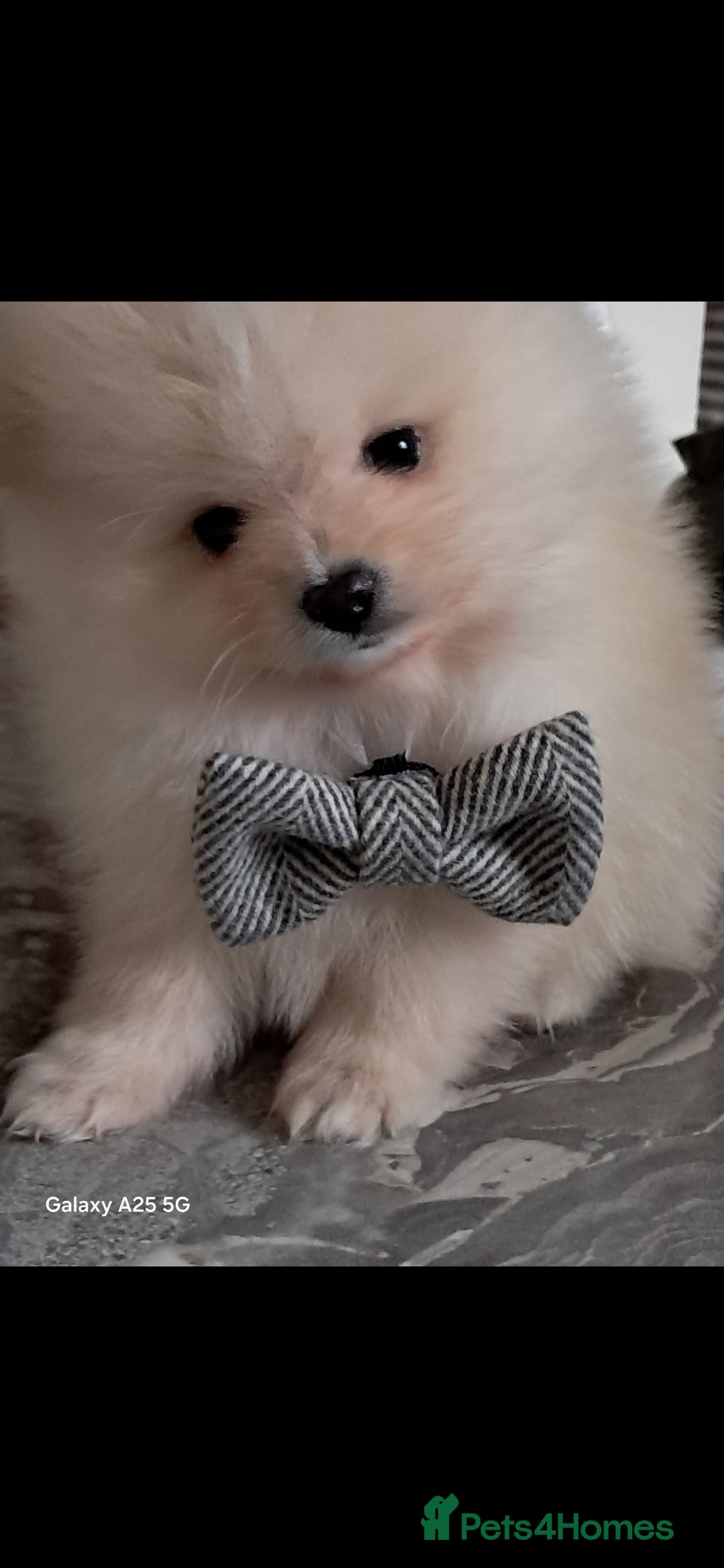 Pomeranian dogs for sale: Handsome Pomeranian - Image 8